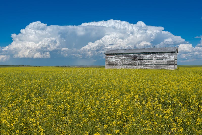 Cumulonimbus storm clouds over an old grain bin and a canola field