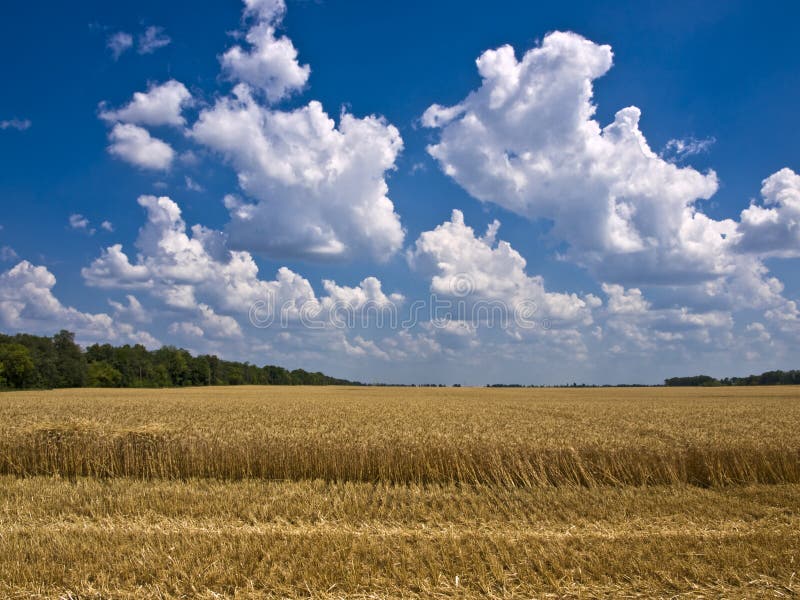 Cumulus clouds over a field of ripe wheat