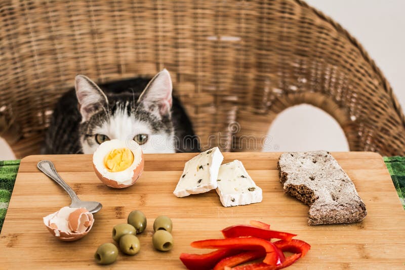 Cunning Cat Stealing Breakfast Stock Image Image of stealing, funny