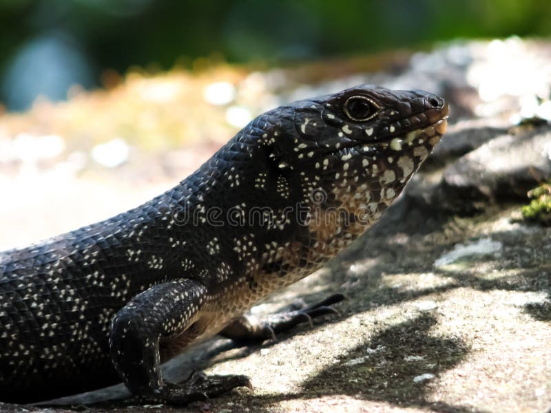 Cunningham s Skink at Barrenjoey Head, Sydney