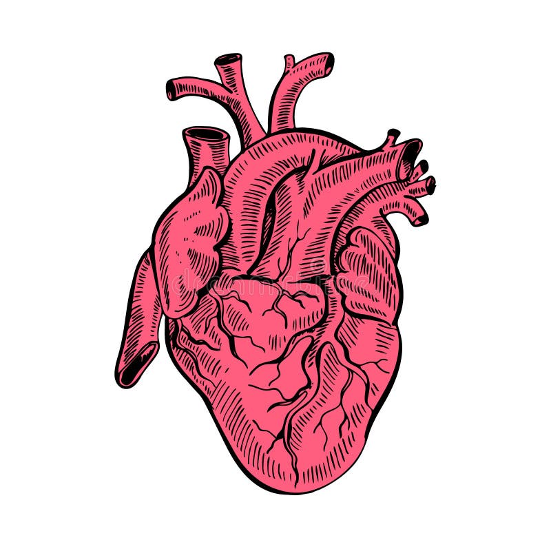 Cuore anatomico di schizzo del disegno della mano Illustrazione di vettore di stile del fumetto illustrazione vettoriale Cuore anatomico di schizzo del disegno della mano Illustrazione di vettore di stile del fumetto illustrazione vettoriale