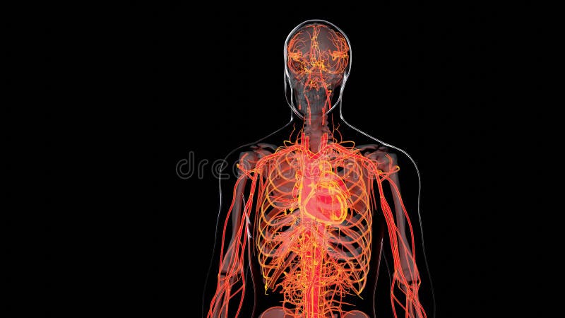 Cuore circolatorio dell'arteria umana e venosa con viti e arterie vasi sanguigni immagine stock