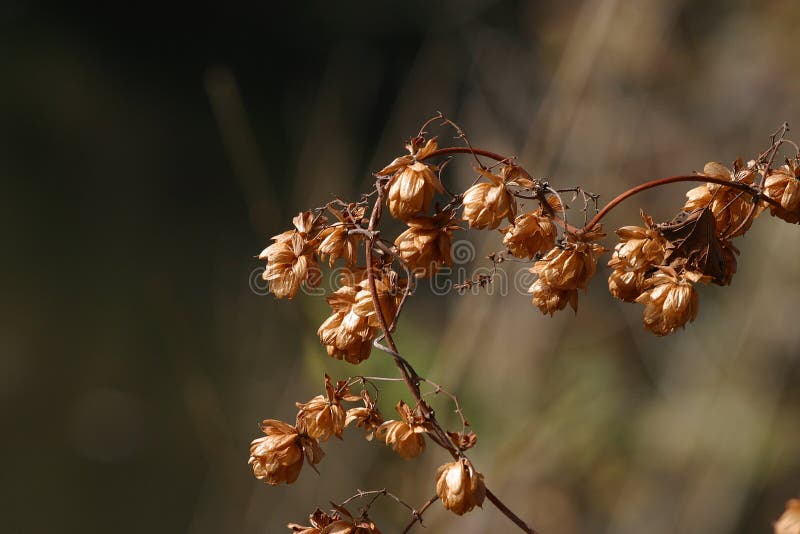 Cuore della natura immagini stock Cuore della natura immagini stock