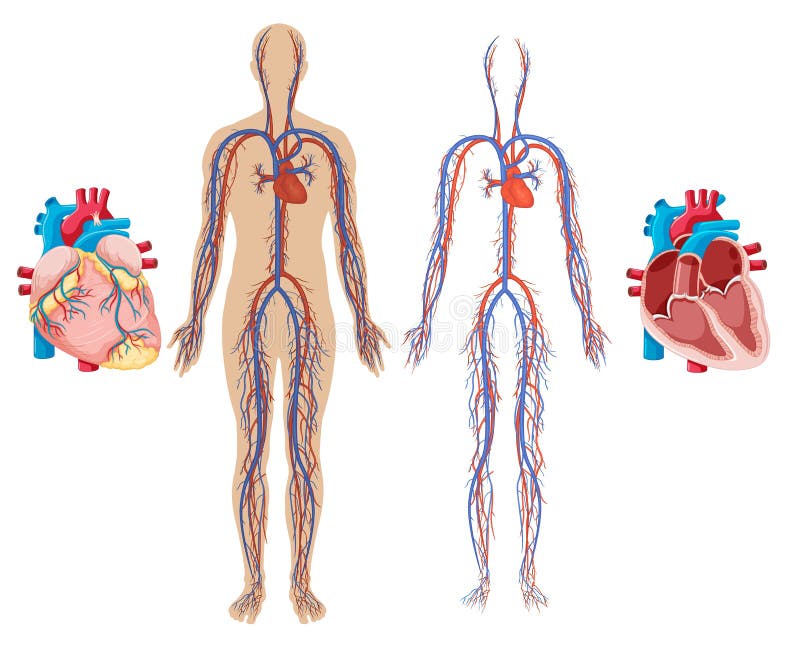 Cuore e apparato cardiovascolare umani royalty illustrazione gratis Cuore e apparato cardiovascolare umani royalty illustrazione gratis