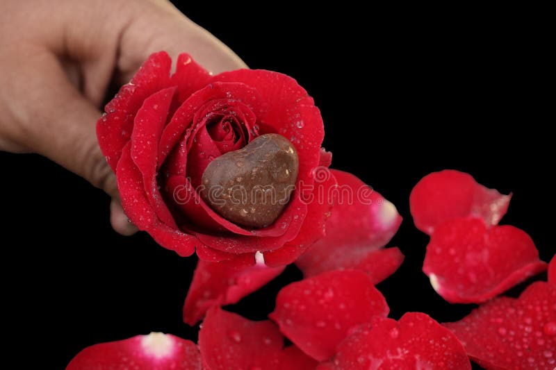 Cuore e rosa rossa del cioccolato fotografia stock Cuore e rosa rossa del cioccolato fotografia stock