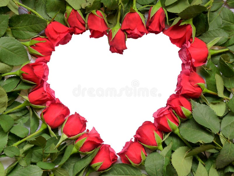 Cuore fatto delle rose rosse con il gambo fotografie stock Cuore fatto delle rose rosse con il gambo fotografie stock