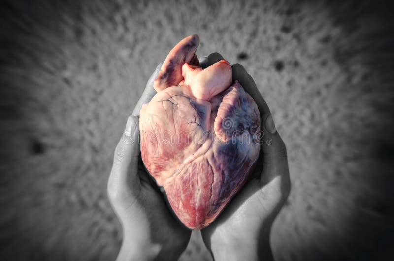  Cuore in mani fotografie stock libere da diritti