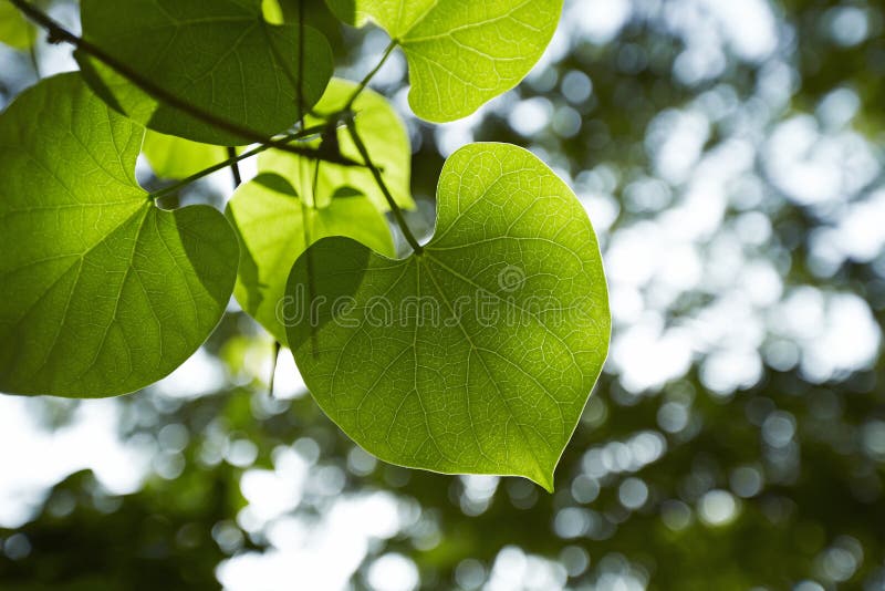 Cuore in natura fotografia stock libera da diritti Cuore in natura fotografia stock libera da diritti