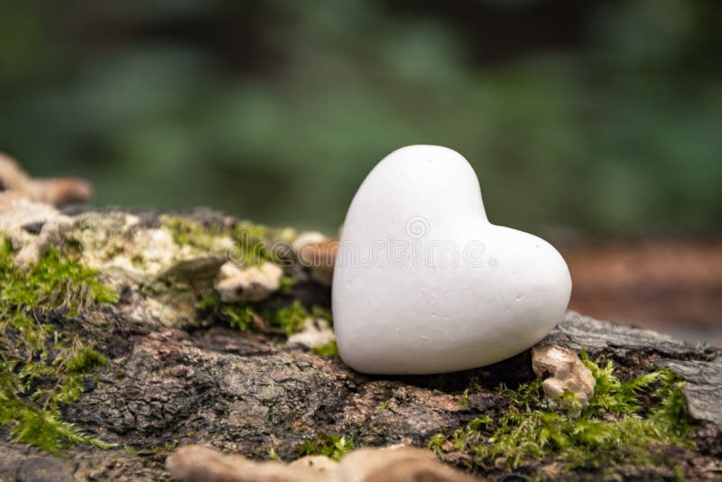 Cuore in natura fotografia stock Cuore in natura fotografia stock