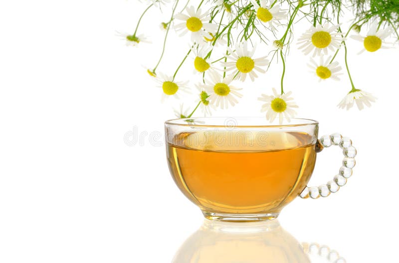 Cup of chamomile tea with fresh chamomilla flowers stock image