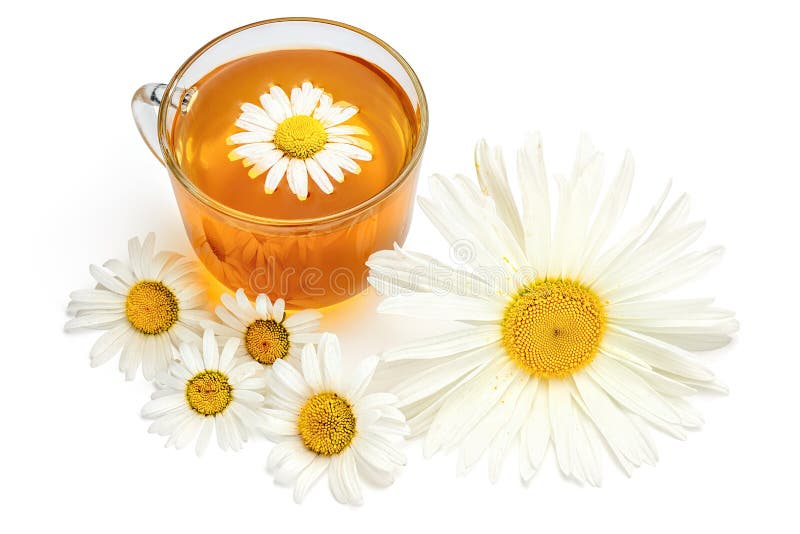 Cup of Chamomile Tea. Herbal Tea with Fresh Chamomile Flowers. Stock
