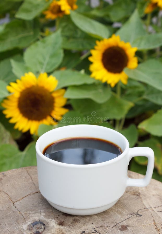 Cup Of Coffee On Sunflowers Background Stock Image Image of