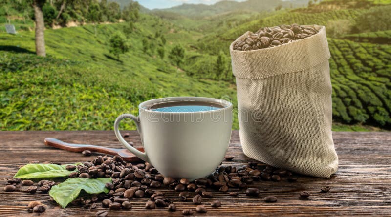 the bean bolsa coffee and tea shop