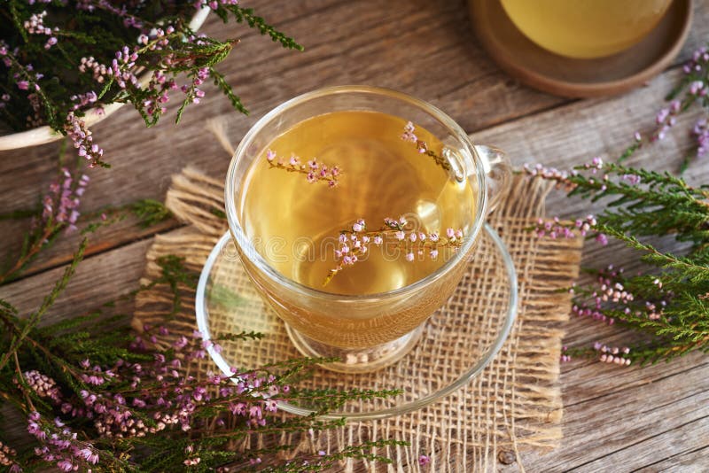 A Cup of Heather Tea with Fresh Calluna Vulgaris Flowers Stock Image