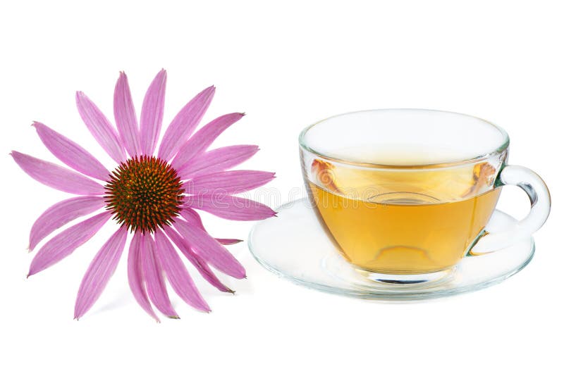 Cup of Herbal Tea and Echinacea Flower Isolated on White Backgrounds
