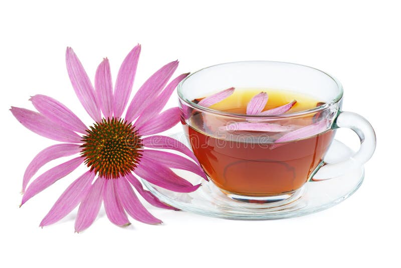 Cup of Herbal Tea and Echinacea Flower Isolated on White Stock Photo
