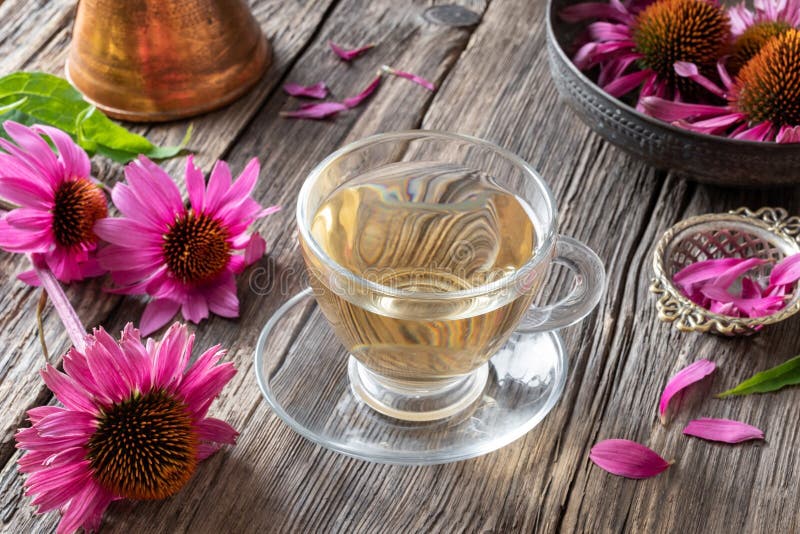 A Cup of Herbal Tea with Fresh Echinacea Flowers Stock Photo Image of