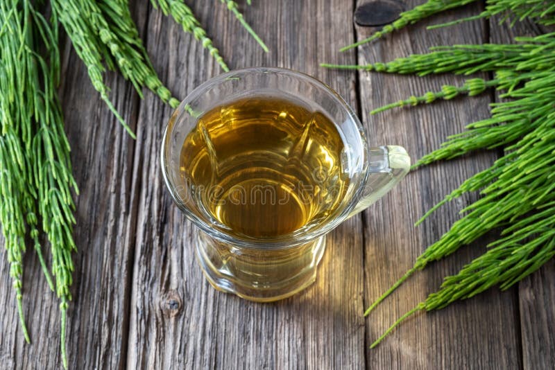 Cup of Horsetail Tea with Fresh Horsetail Twigs Stock Photo Image of