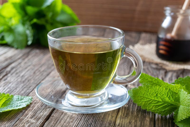A Cup of Melissa Tea with Fresh Melissa Twigs Stock Image Image of