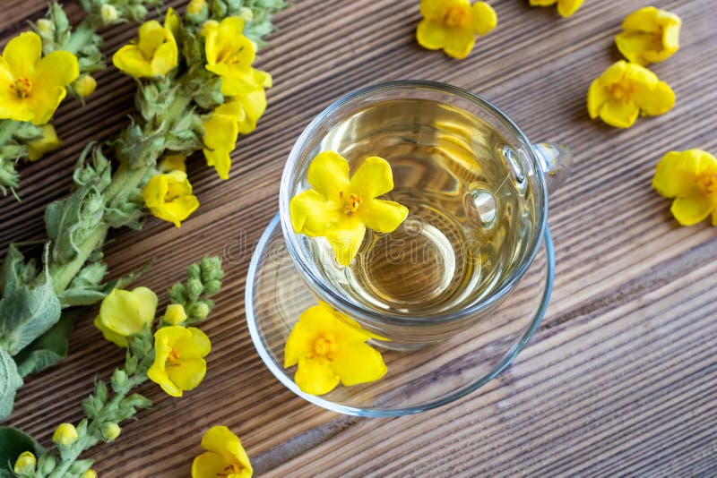 A Cup of Mullein Tea with Fresh Mullein Flowers Stock Image Image of food, health 118732121