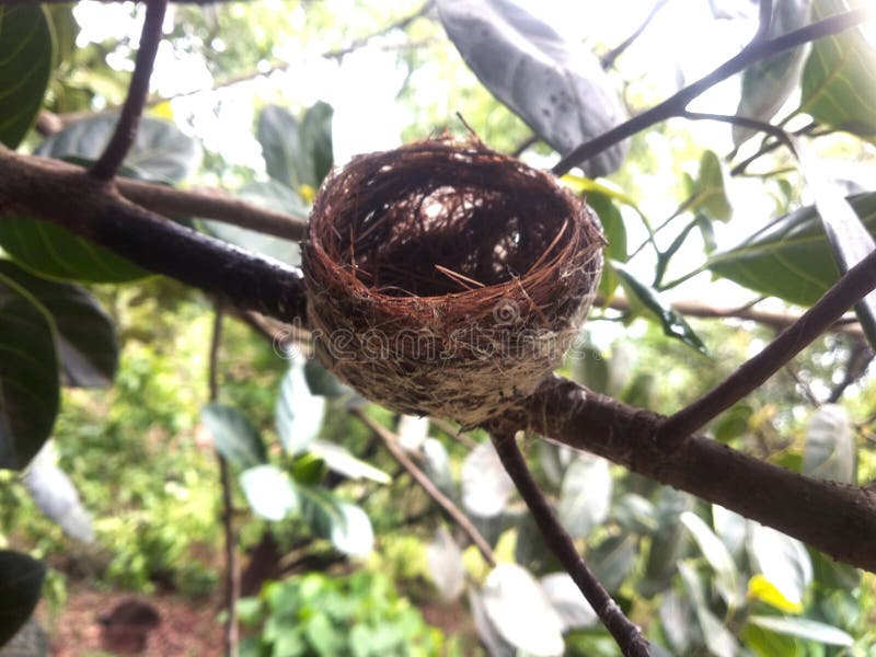 Cupshaped birds nest stock image. Image of passerines 273292297