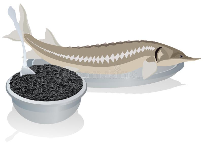 Sturgeon caviar stock vector. Illustration of background - 29743963