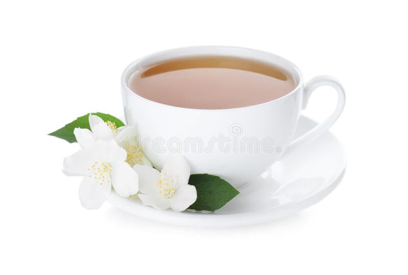 Cup of Tea and Fresh Jasmine Flowers Isolated Stock Image Image of