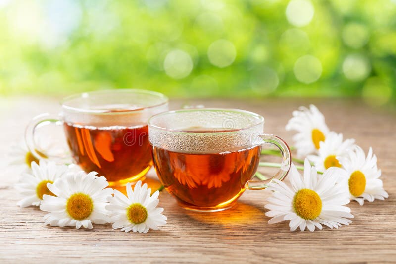 Cups of Herbal Chamomile Tea with Fresh Chamomile Flowers Stock Photo