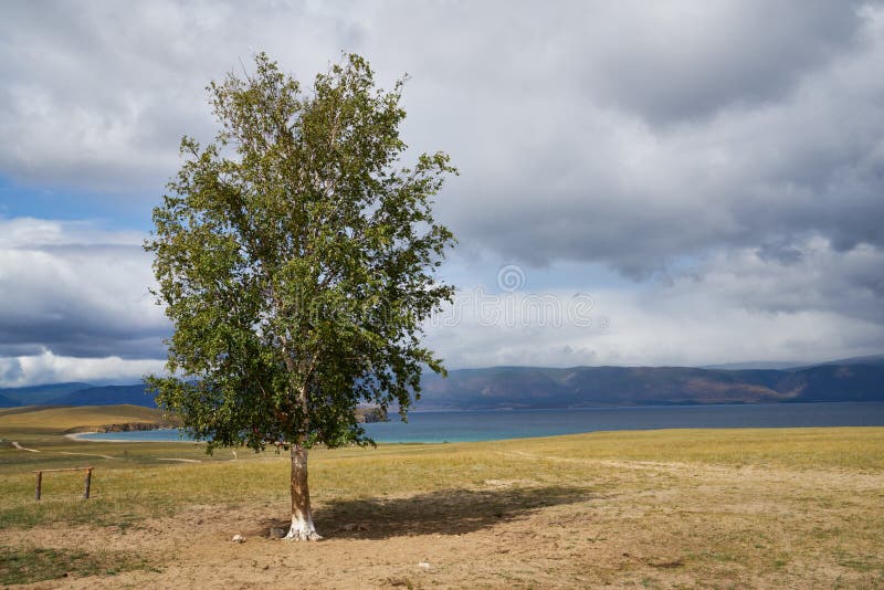 Curandeiro Tree na ilha de Olkhon imagens de stock royalty free Curandeiro Tree na ilha de Olkhon imagens de stock royalty free