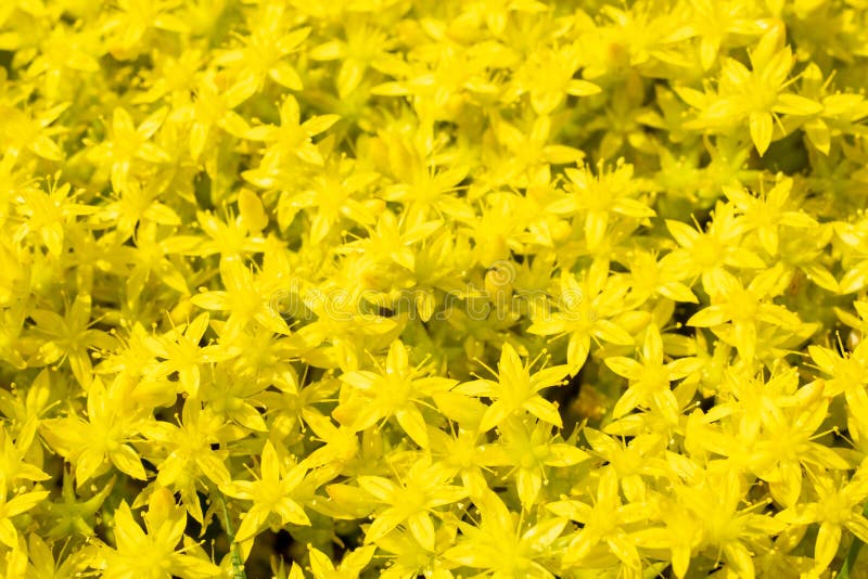 Curative plant used in homeopathy yellow St. Johns wort flowers, sedum acre, or acrid stonecrop, growing large bush in