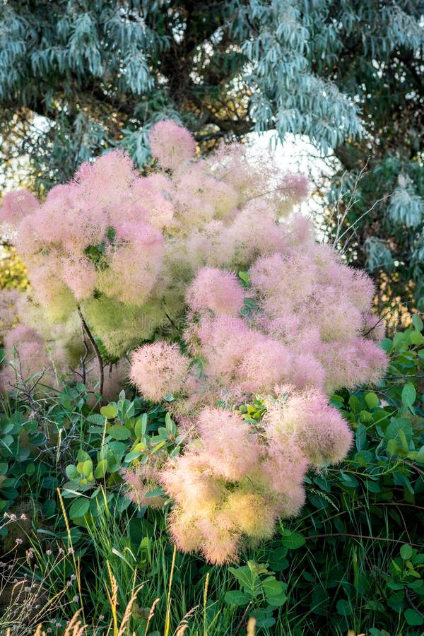 Curch the Original Tall Shrub or Low Tree of the Sumac Family Stock