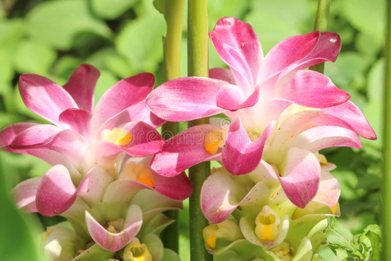 Curcuma al giardino, Tailandia fotografia stock