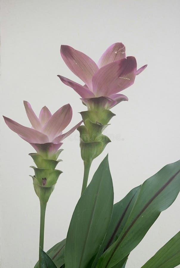 Curcuma flower stock image. Image of alismatifolia, siam 74803089