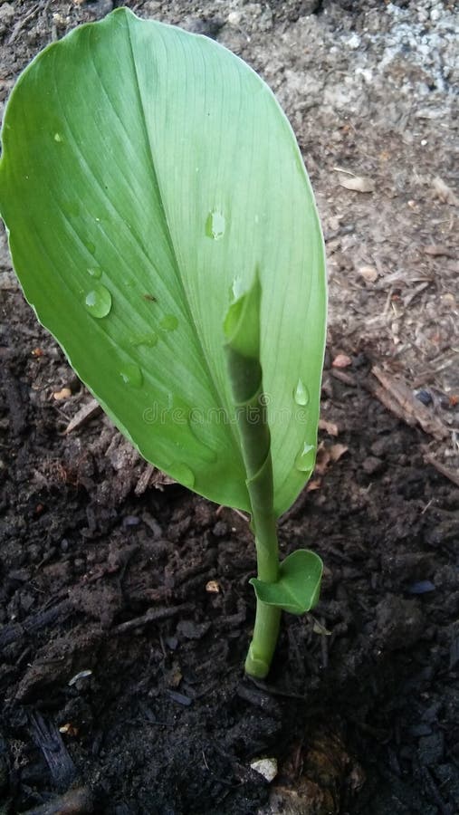 Curcuma plant growing