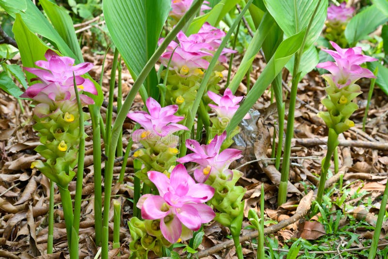 Curcuma sessilis flower