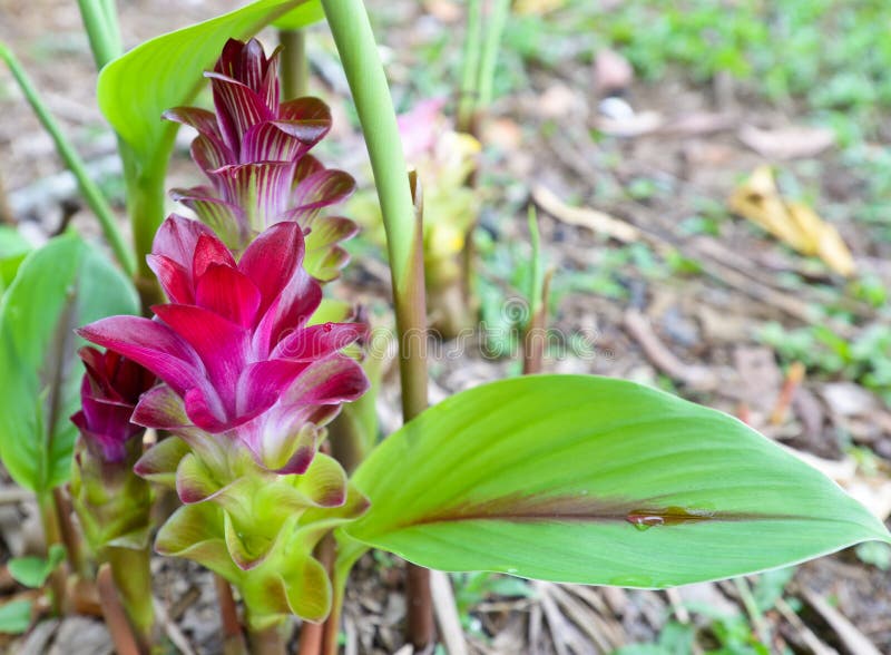 Curcuma sessilis flower