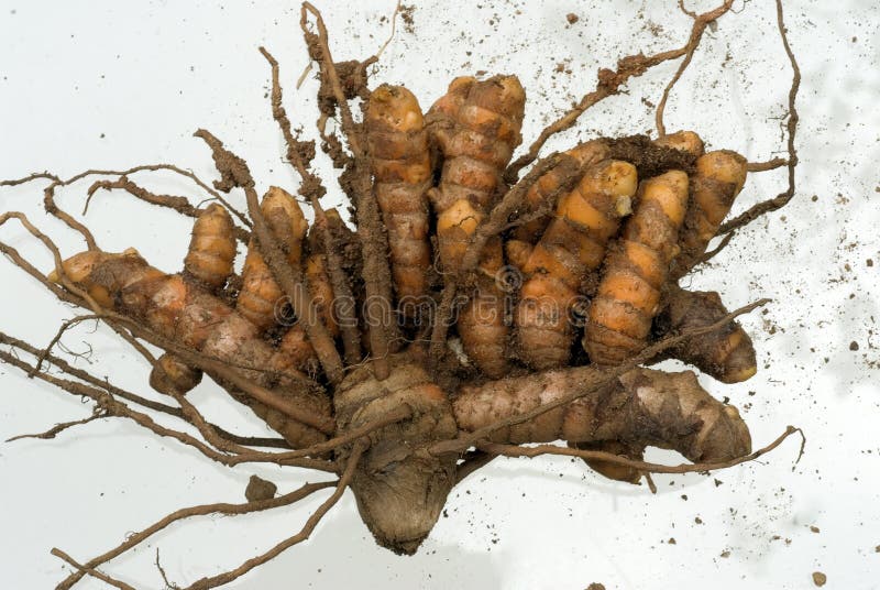 Curcuma or turmeric