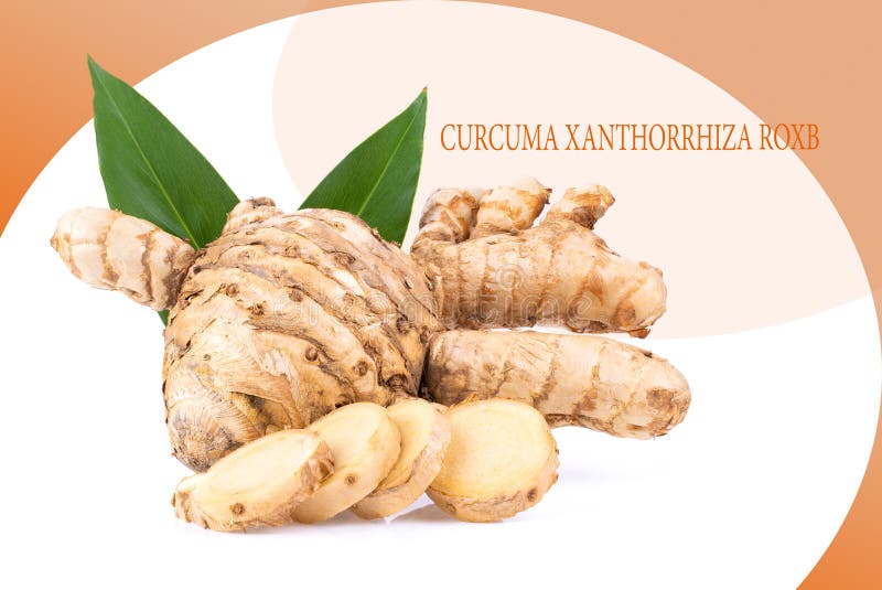 Curcuma Xanthorrhiza Roxb on Pattern Colour Stock Photo Image of help