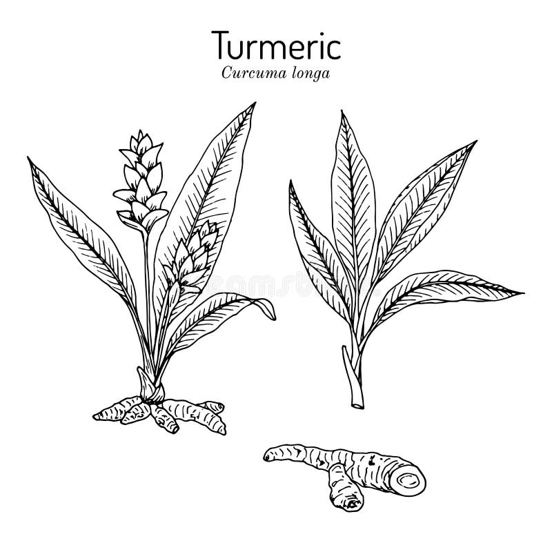 Premium Vector | Hand drawn turmeric plant with root