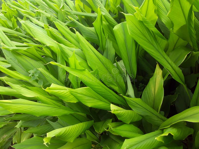 Curcuma zedoarianbsp nbsp bianco tormerico ornbsp temu putih è un perennialnbsp herbnbsp e membro della genusnbsp curcuma