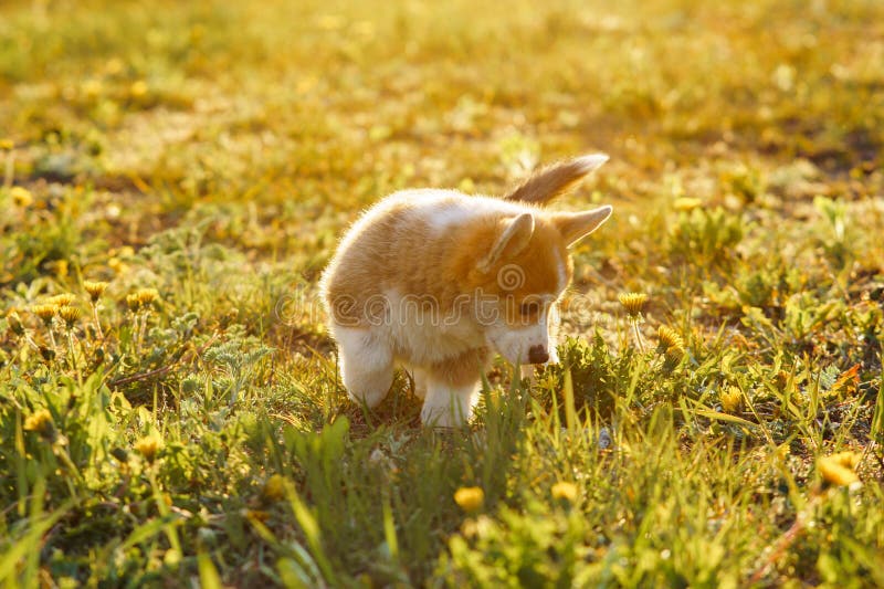 Petit curious Pembroke Welsh Corgi puppy find something amusing while walking on sunny and warm day. Fluffy canine with red and white fur traveling around green place with yellow dandelions. Petit curious Pembroke Welsh Corgi puppy find something amusing while walking on sunny and warm day. Fluffy canine with red and white fur traveling around green place with yellow dandelions.