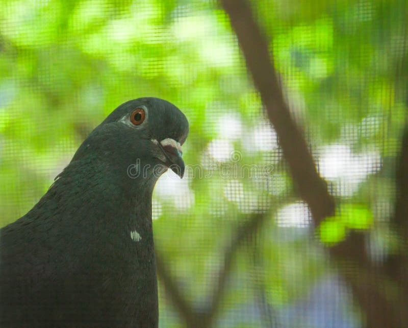 curios-pigeon-peeking-window-summer-trees-as-background-57650038.jpg