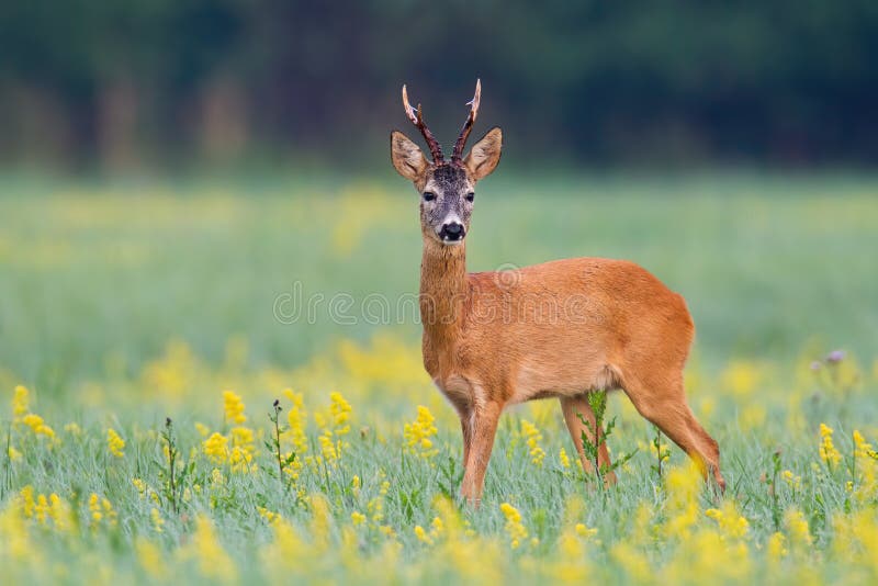 Curios roe deer buck listening with ears on a glade with green vegetation