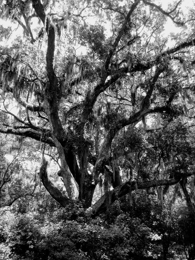 Richmond Hill Ga Stock Photos Free & RoyaltyFree Stock Photos from