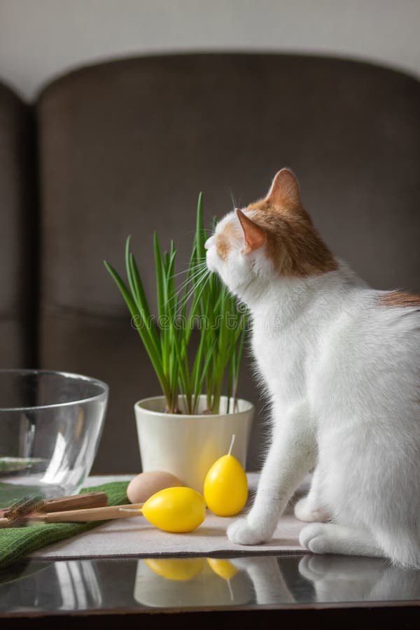 https://thumbs.dreamstime.com/b/curiosity-red-white-cat-sits-playing-kitchen-table-prepare-cooking-breakfast-eco-utensil-yellow-candle-eggs-275277795.jpg