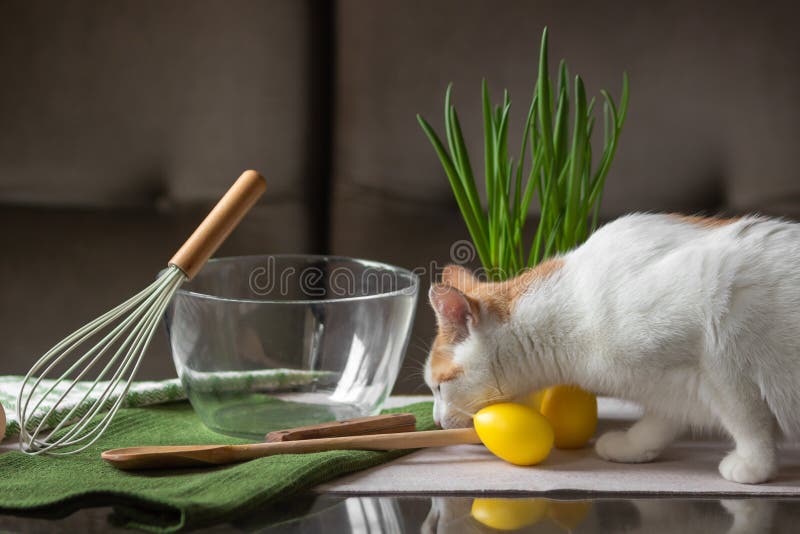 https://thumbs.dreamstime.com/b/curiosity-red-white-cat-smelling-eggs-kitchen-table-eco-kitchen-utensils-wooden-spoon-whisk-glass-bowl-yellow-candle-274197210.jpg