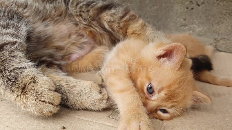 Curioso gatinho laranja brincando perto da mãe dele e se sente protegido. gatinho novo e repleto após ser amamentado por