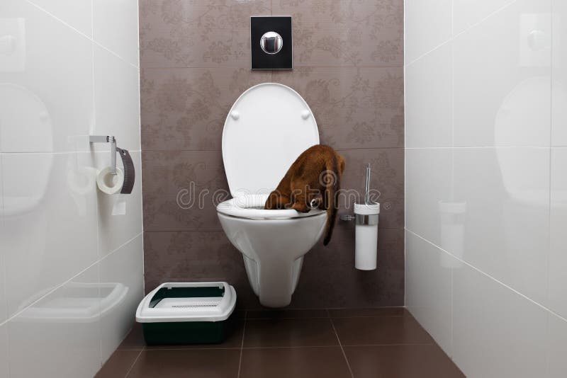 Curious Abyssinian Cat Sitting on Toilet Bowl and Looking Down Stock