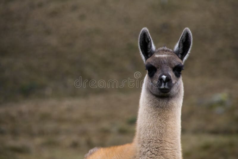 Curious alpaca