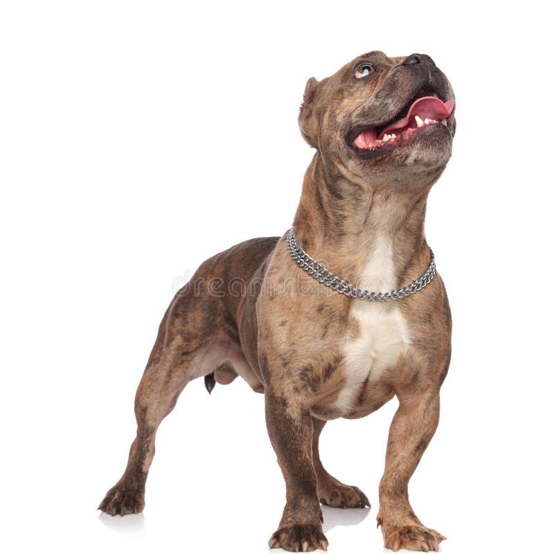 silver american bully